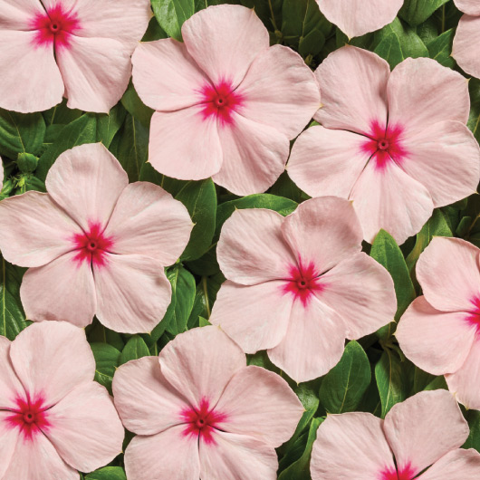 Catharanthus Roseus