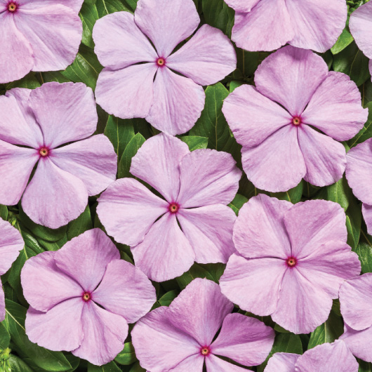 Catharanthus Roseus