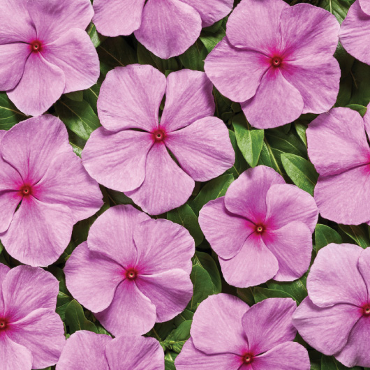 Catharanthus Roseus