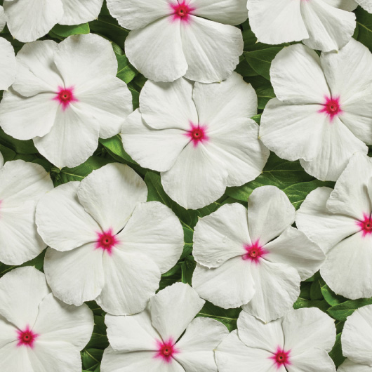 Catharanthus Roseus