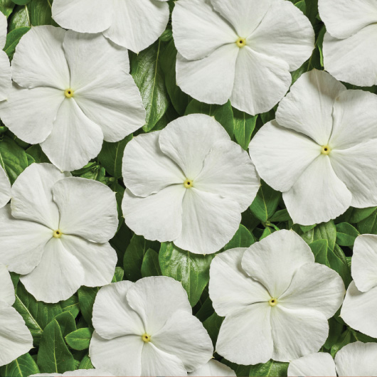 Catharanthus Roseus