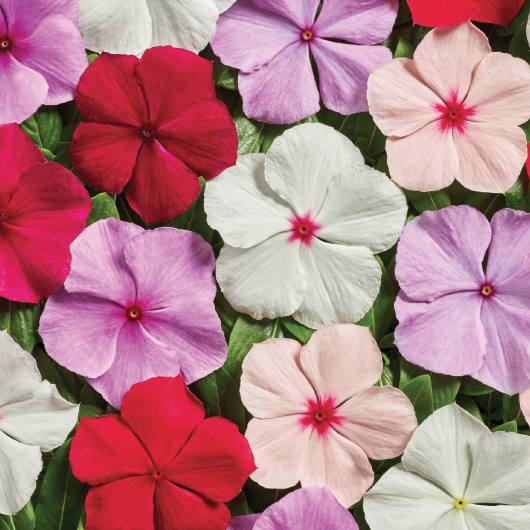 Catharanthus Roseus