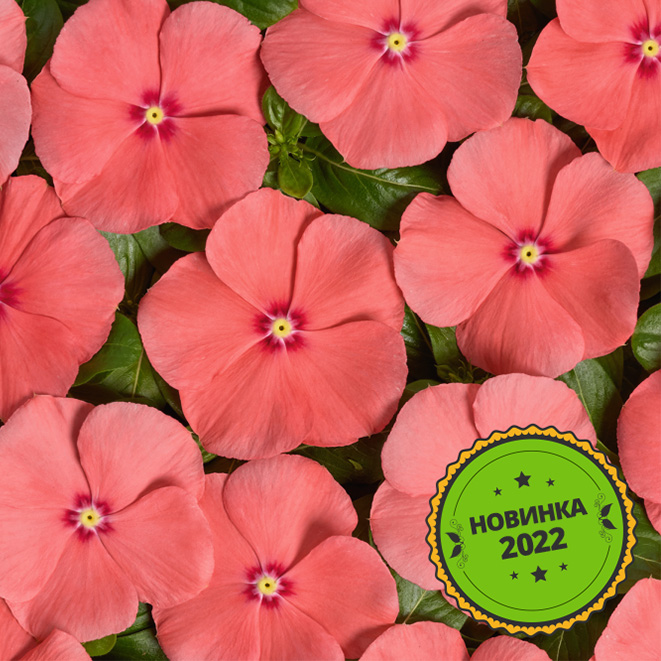 CATHARANTHUS ROSEUS