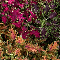 Coleus Blumei Colocha