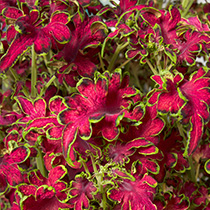 Coleus Blumei Colocha