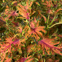 Coleus Blumei Colocha Scarlet