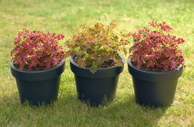 Coleus Blumei