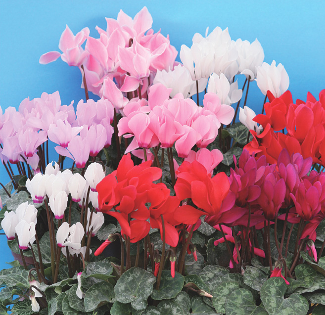 Cyclamen Persicum  Mini