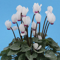 Cyclamen persicum polypetallum - mini