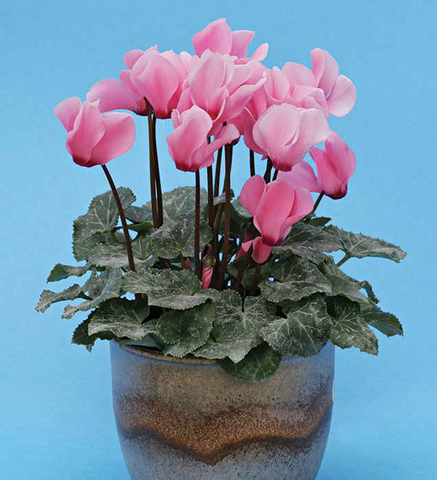 Cyclamen persicum mini