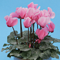 Cyclamen persicum polypetallum - mini