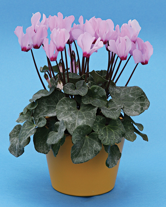 Cyclamen persicum mini