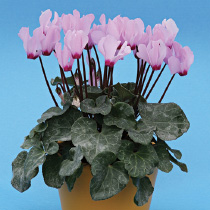 Cyclamen persicum polypetallum - mini