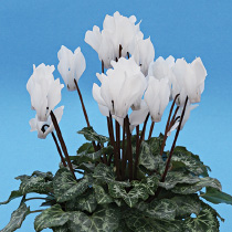 Cyclamen persicum polypetallum - mini