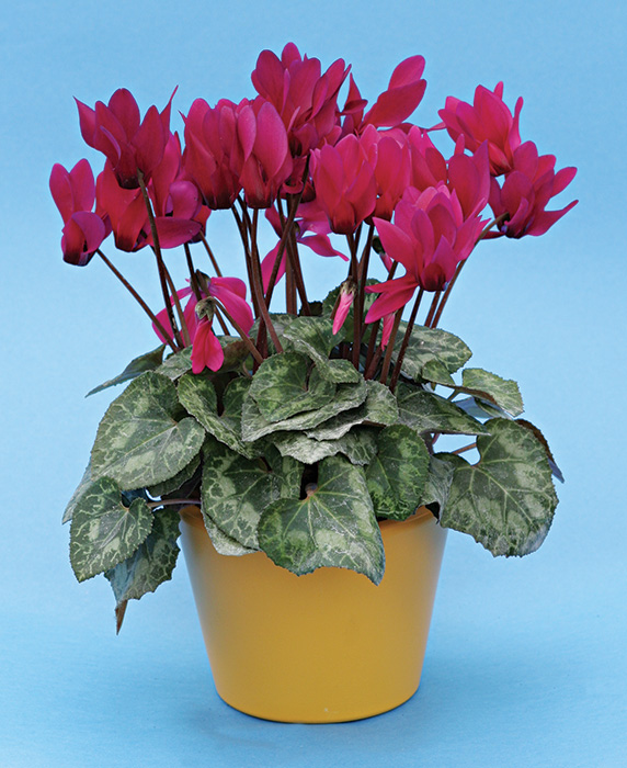 Cyclamen persicum mini