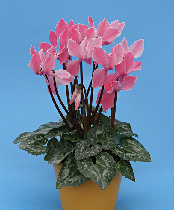 Cyclamen persicum mini