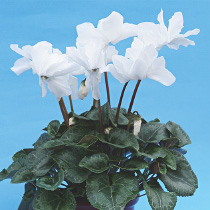 Cyclamen persicum polypetallum