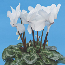 Cyclamen persicum