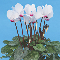 Cyclamen persicum