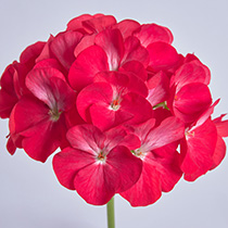 Pelargonium zonale