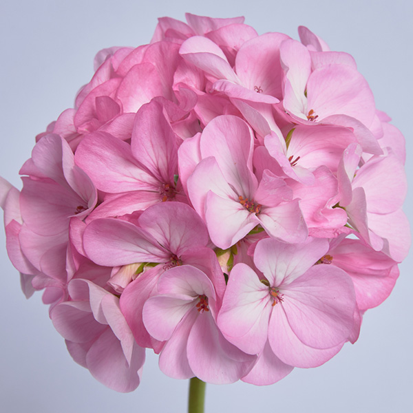 Pelargonium hortorum