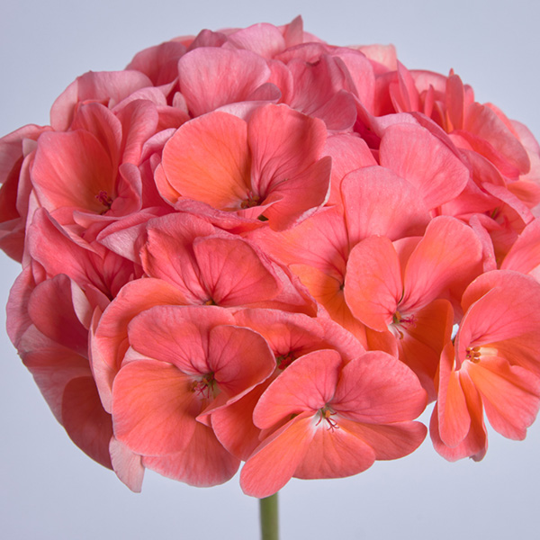 Pelargonium hortorum