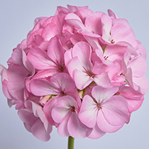 Pelargonium zonale