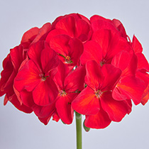 Pelargonium zonale