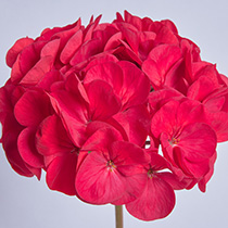 Pelargonium zonale