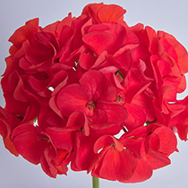 Pelargonium zonale