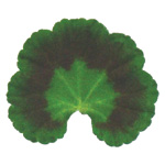 Pelargonium zonale