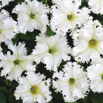 Petunia hybrida grandiflora fimbriata nana