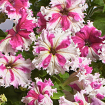 Petunia hybrida grandiflora fimbriata nana