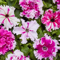 Petunia hybrida grandiflora fimbriata nana