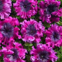 Petunia hybrida grandiflora superbissima nana