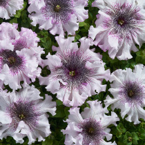 Petunia hybrida grandiflora superbissima nana