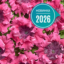 Petunia hybrida grandiflora superbissima nana