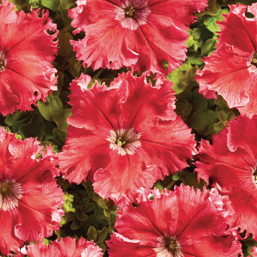 Petunia hybrida