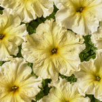 Petunia hybrida grandiflora nana