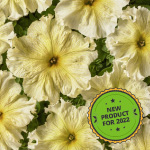 Petunia hybrida grandiflora nana