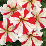 Petunia hybrida grandiflora nana