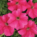 Petunia hybrida grandiflora nana