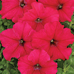 Petunia hybrida grandiflora nana