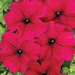 Petunia hybrida grandiflora nana