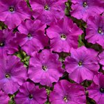 Petunia hybrida miniflora