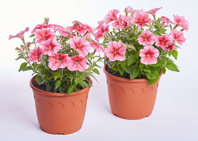 Petunia hybrida miniflora