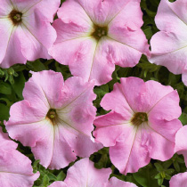 Petunia hybrida grandiflora nana