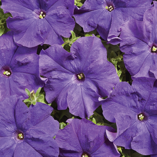 Petunia hybrida grandiflora nana