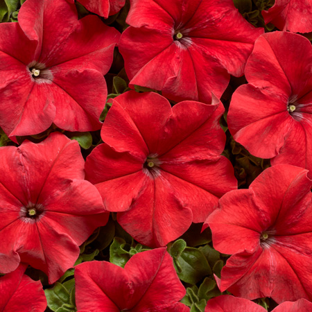 Petunia hybrida grandiflora nana