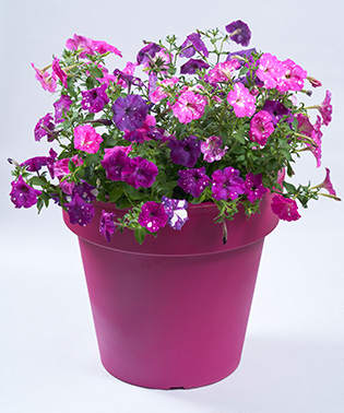 Petunia Hybrida Dot Star